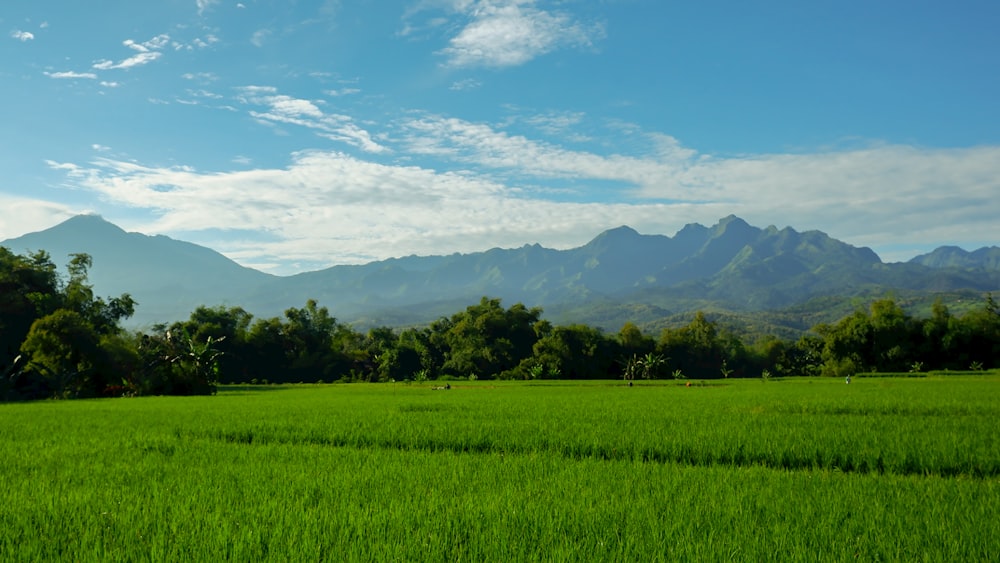 campo di erba verde vicino a montagne verdi sotto cielo blu durante il giorno