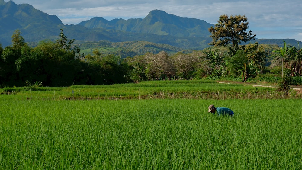 person in blue shirt lying on green grass field during daytime