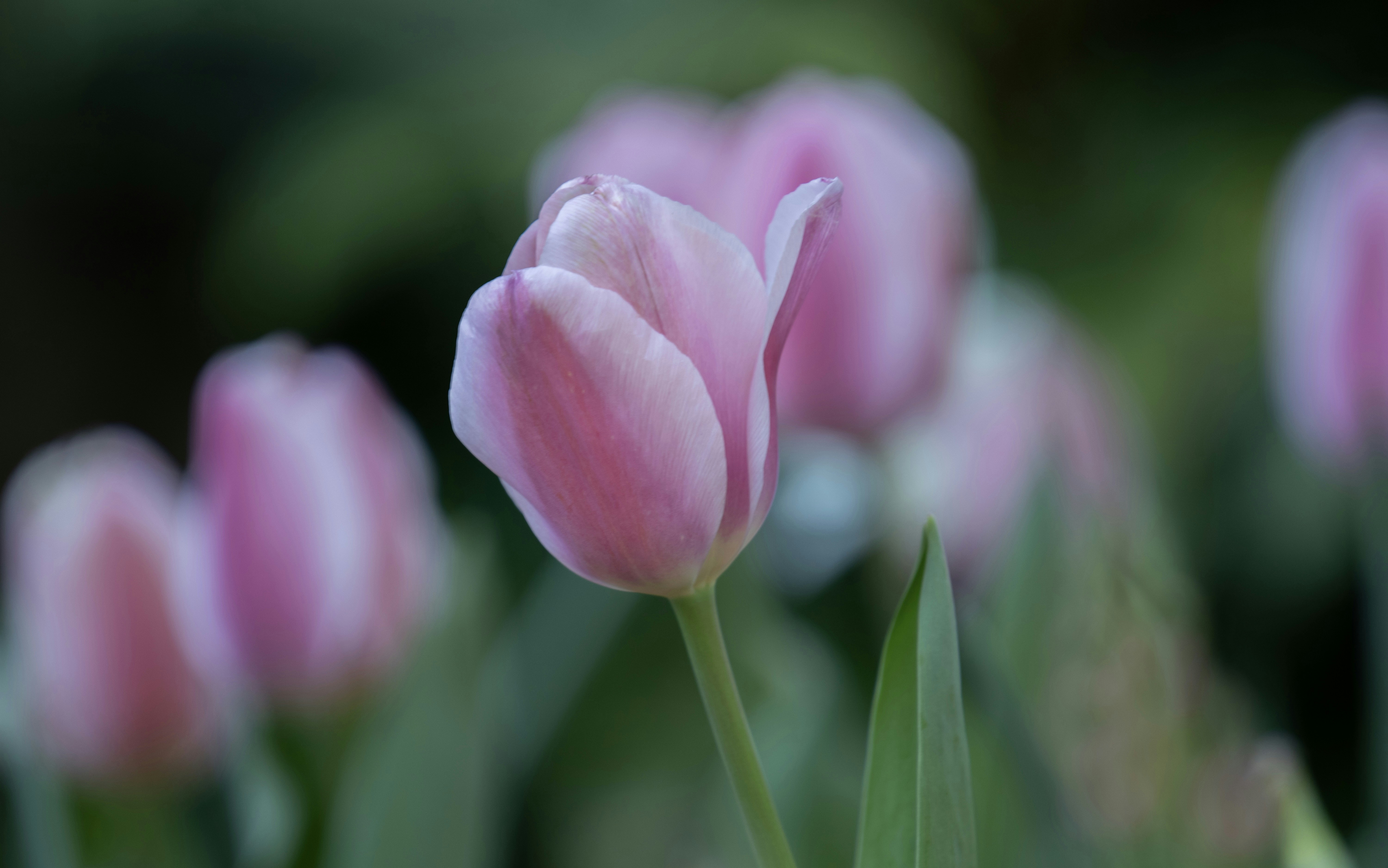 Photo by armandonoefotos