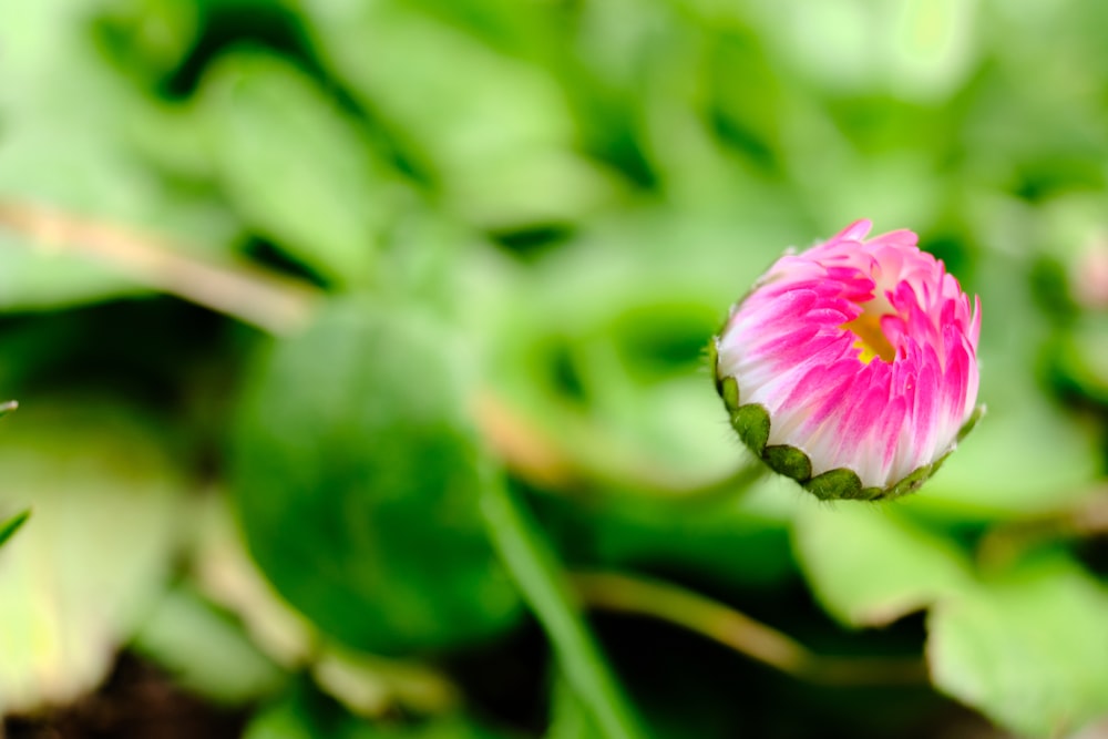 pink and white flower in tilt shift lens