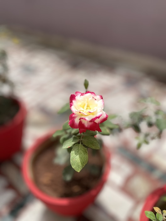 Close-up of a blooming potted plant on a wooden table