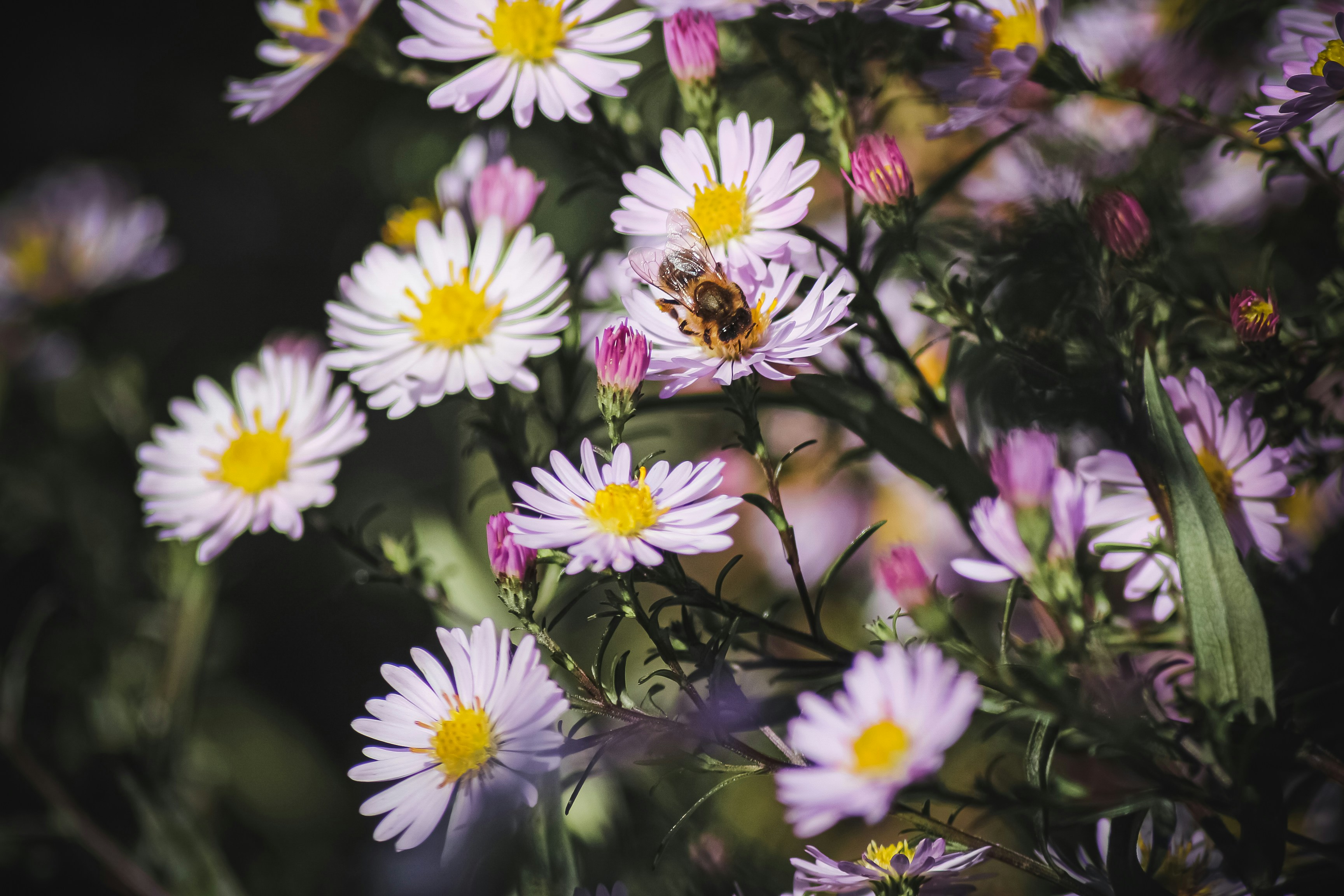 Photo by pixeldebris