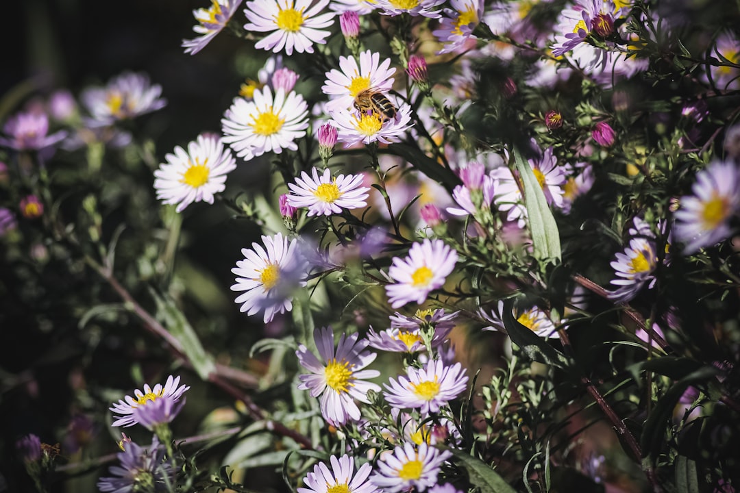 white and purple flowers in tilt shift lens