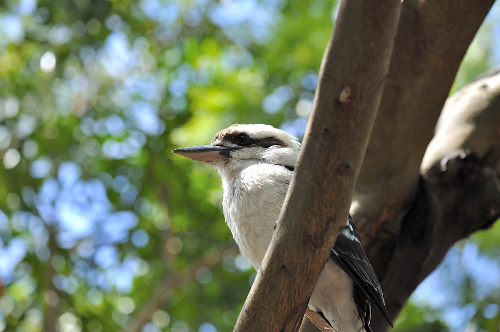 pájaro blanco y negro en la rama de un árbol marrón durante el día