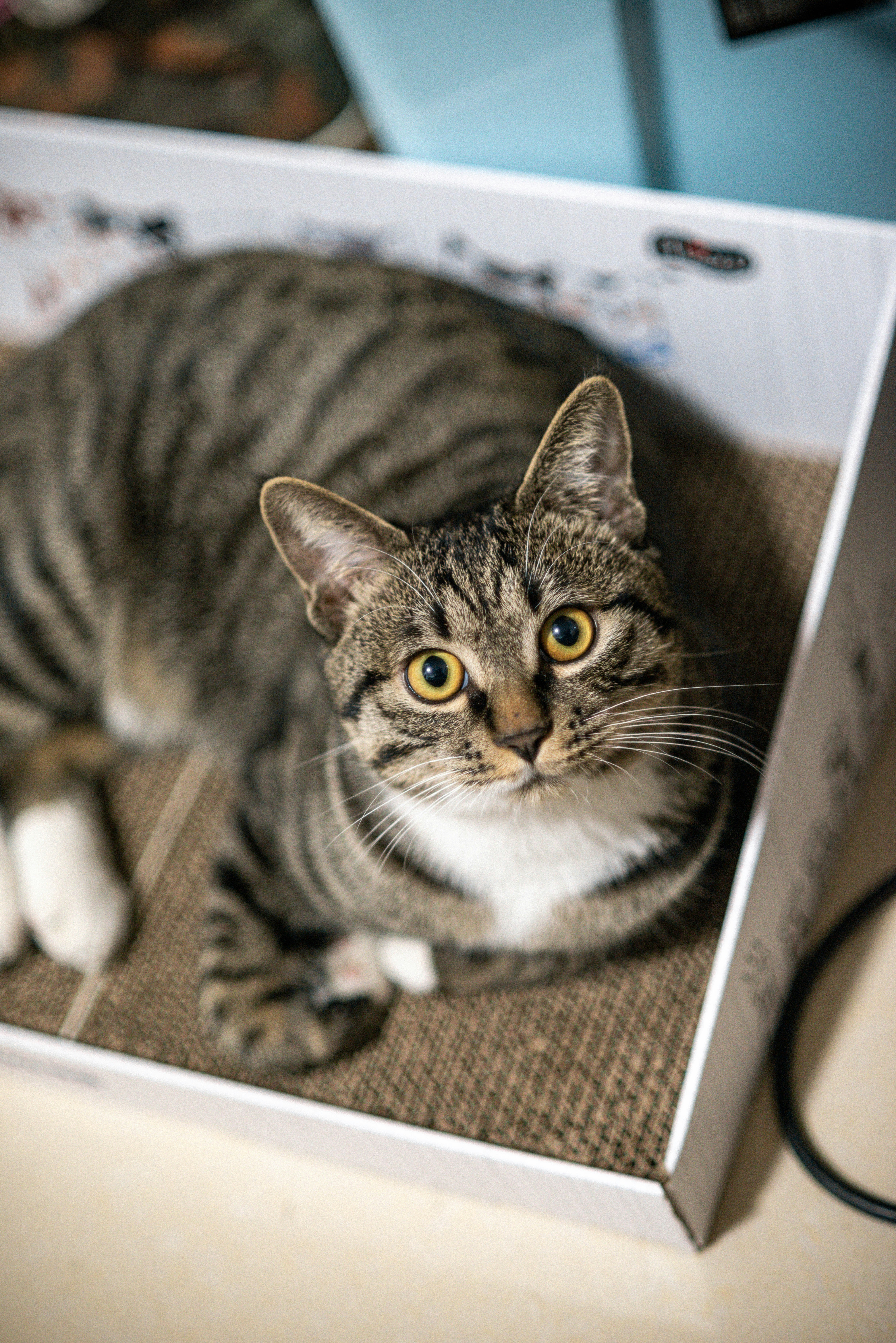 silver tabby cat lying on white and black textile