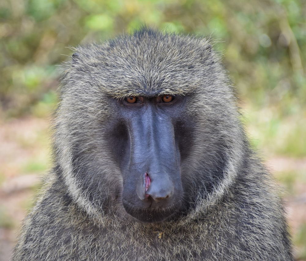 gray and white monkey during daytime