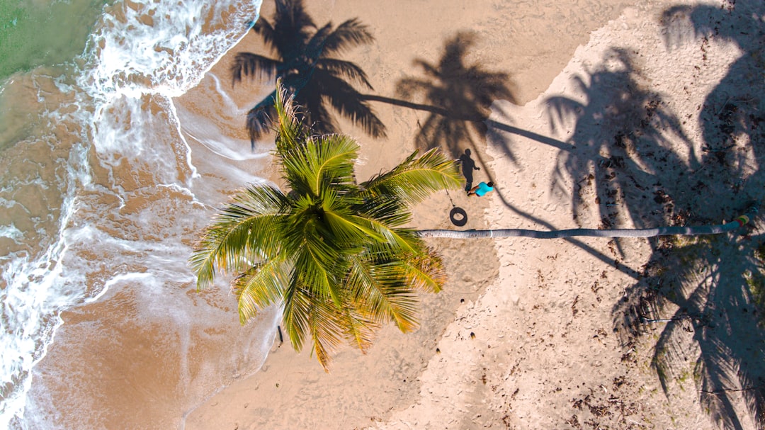 green palm tree on white sand