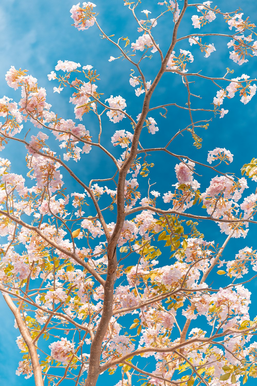낮 푸른 하늘 아래 하얀 벚꽃 나무