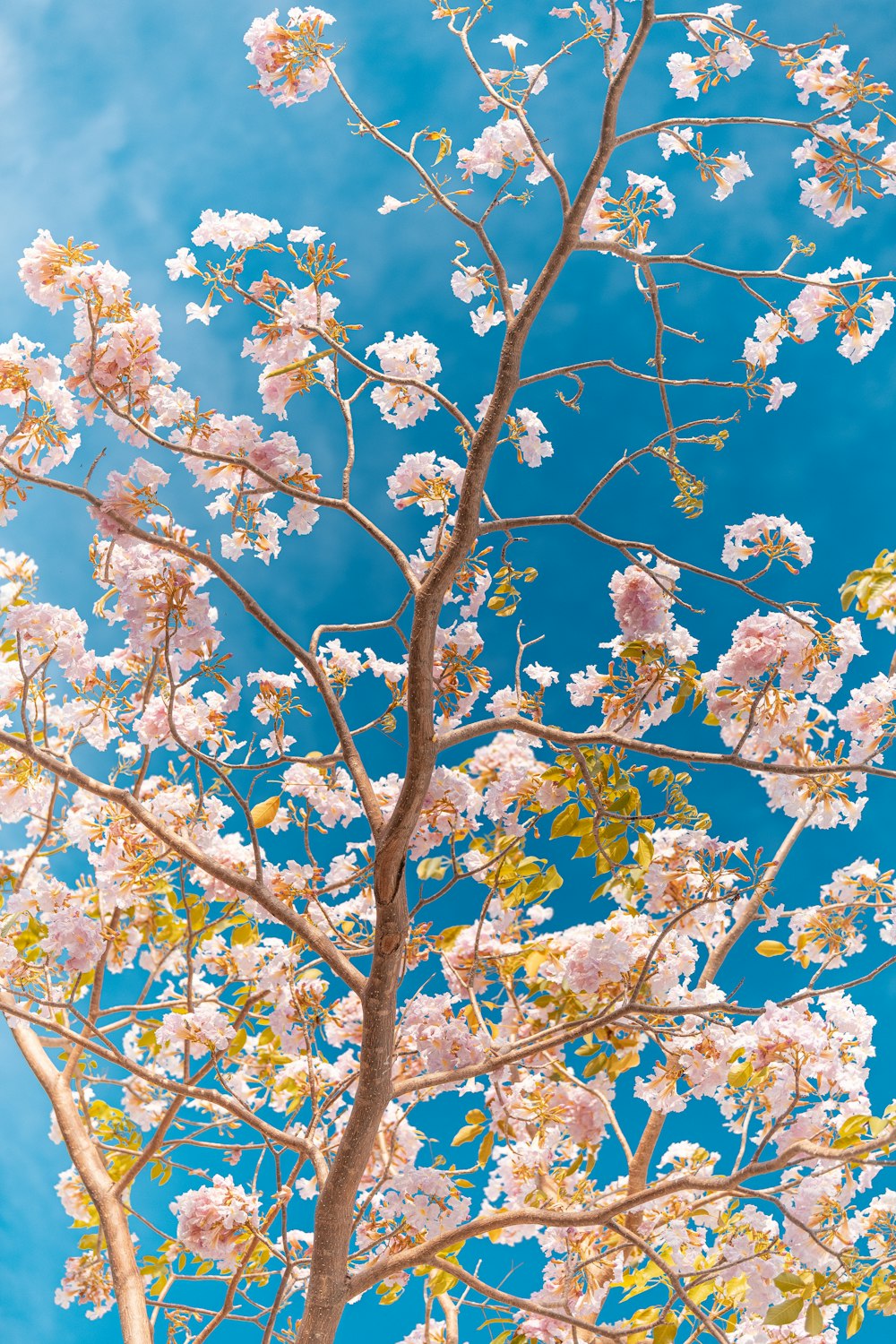 white cherry blossom tree under blue sky during daytime