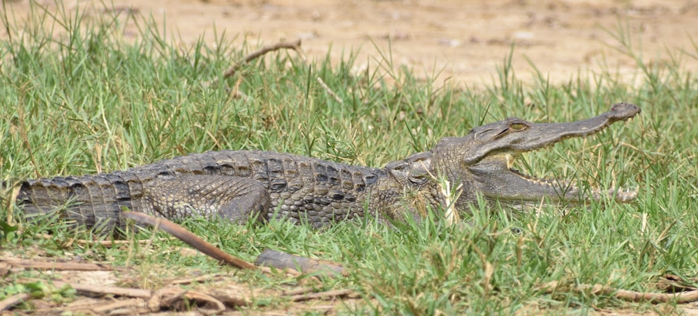 cocodrilo en un campo de hierba verde durante el día