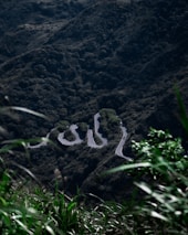 A scenic view of a road winding through lush greenery, symbolizing adventure.