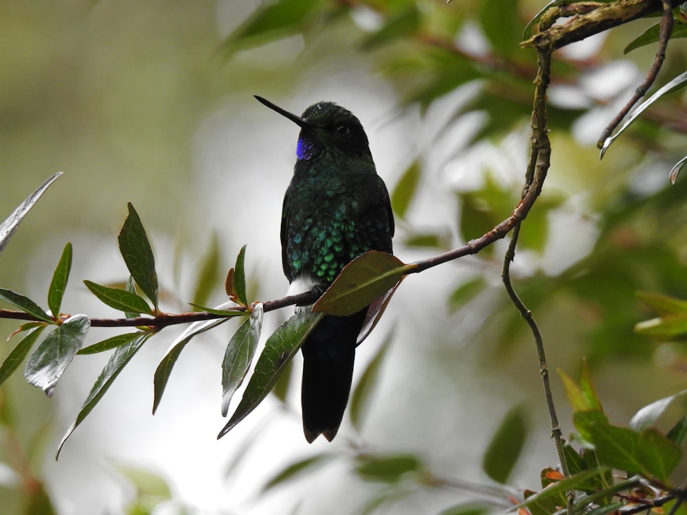 green and black bird on tree branch