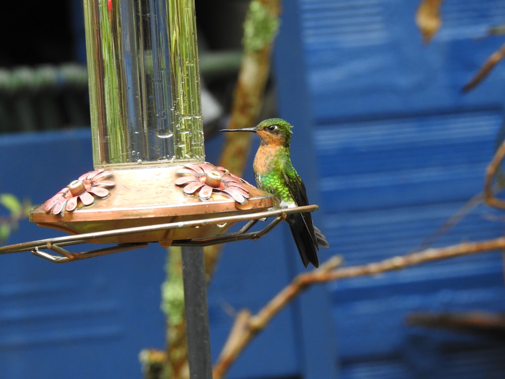 grüner und brauner Vogel auf braunem Holzfutterhäuschen