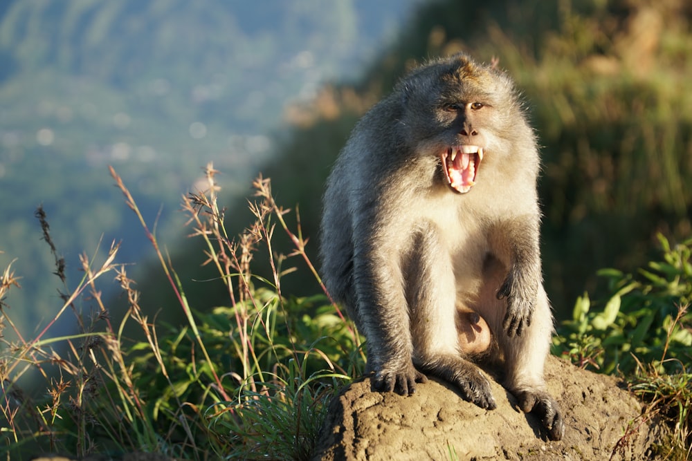 Grauer Affe tagsüber auf braunem Felsen