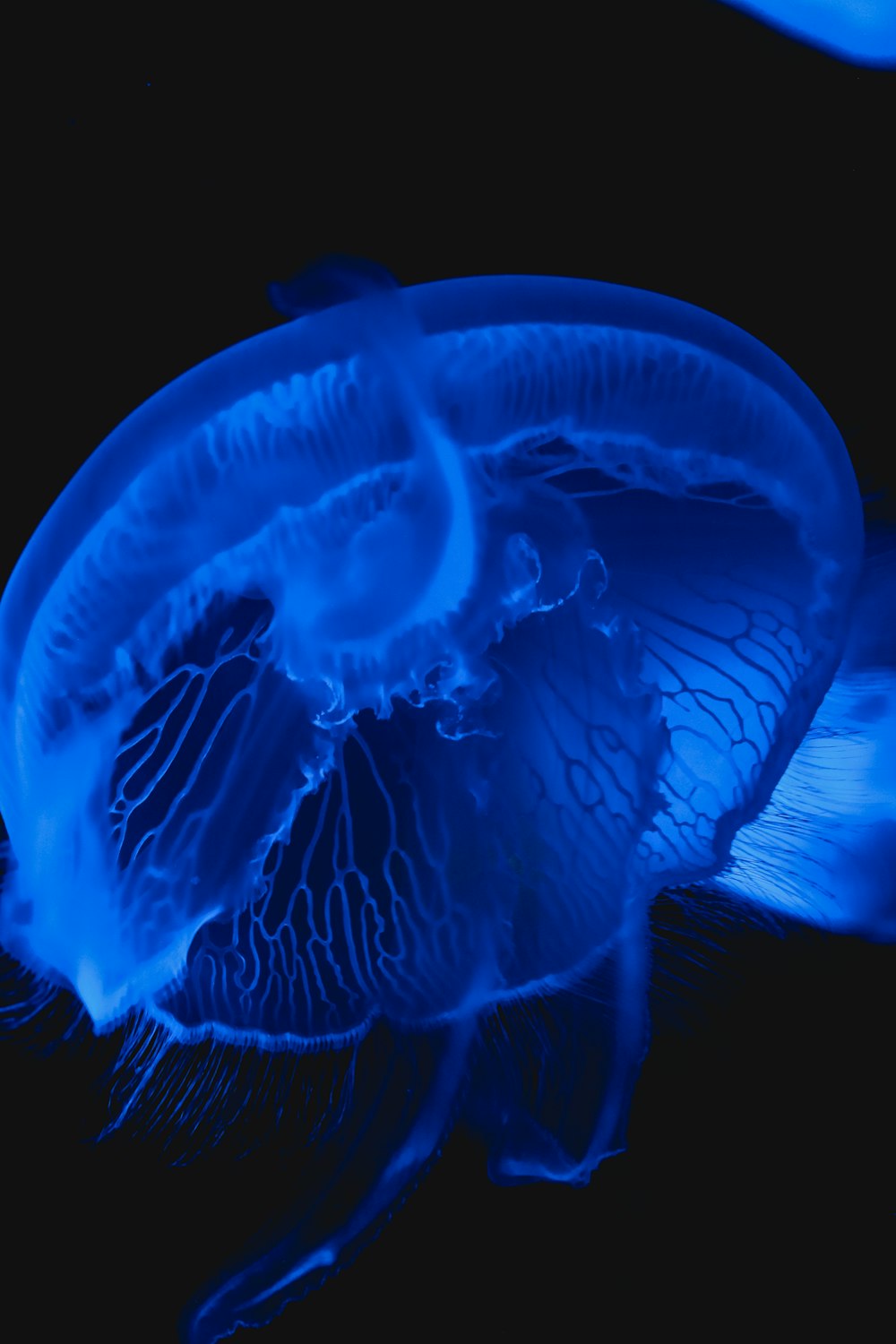 blue jellyfish in close up photography