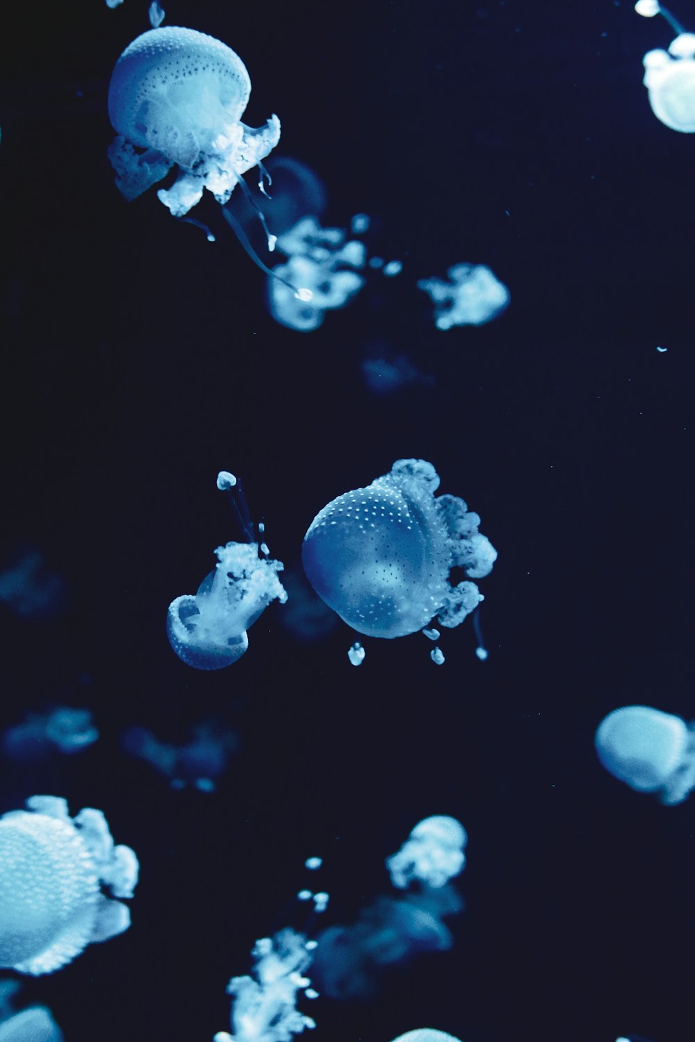 white and blue jellyfish in water