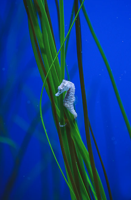 A close-up of a delicate seahorse clinging to a swaying seaweed strand.