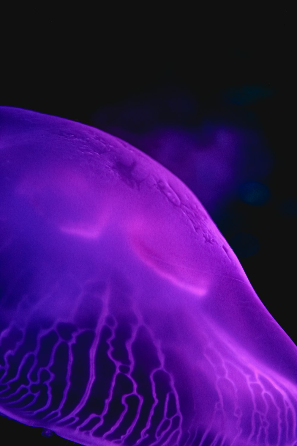 purple jelly fish in close up photography