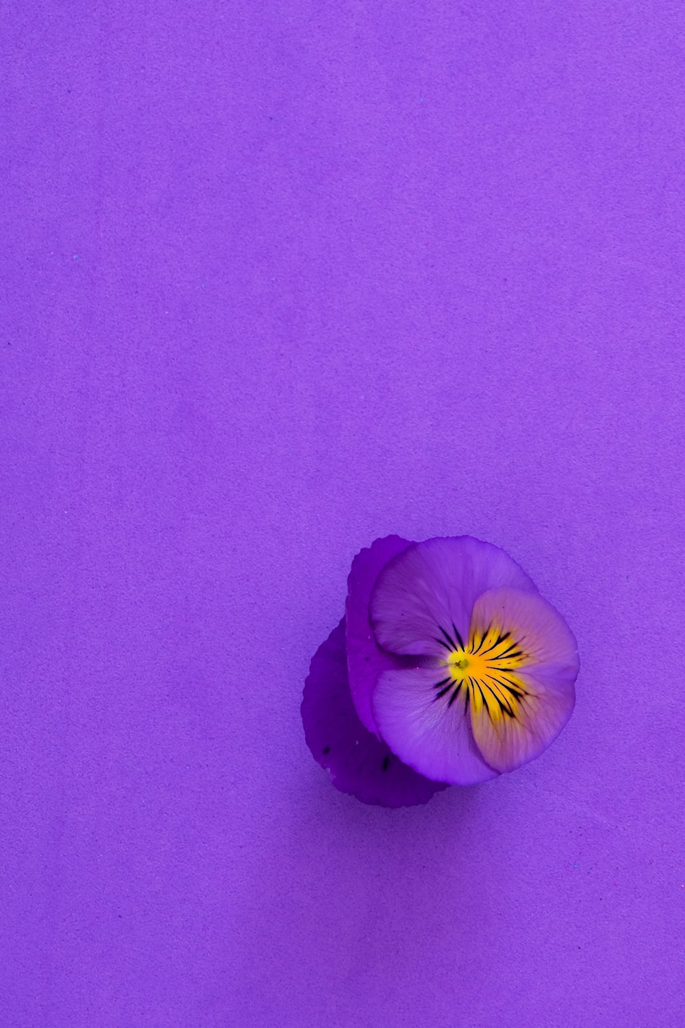 flor púrpura sobre textil morado