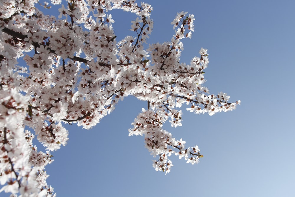 white cherry blossom under blue sky during daytime