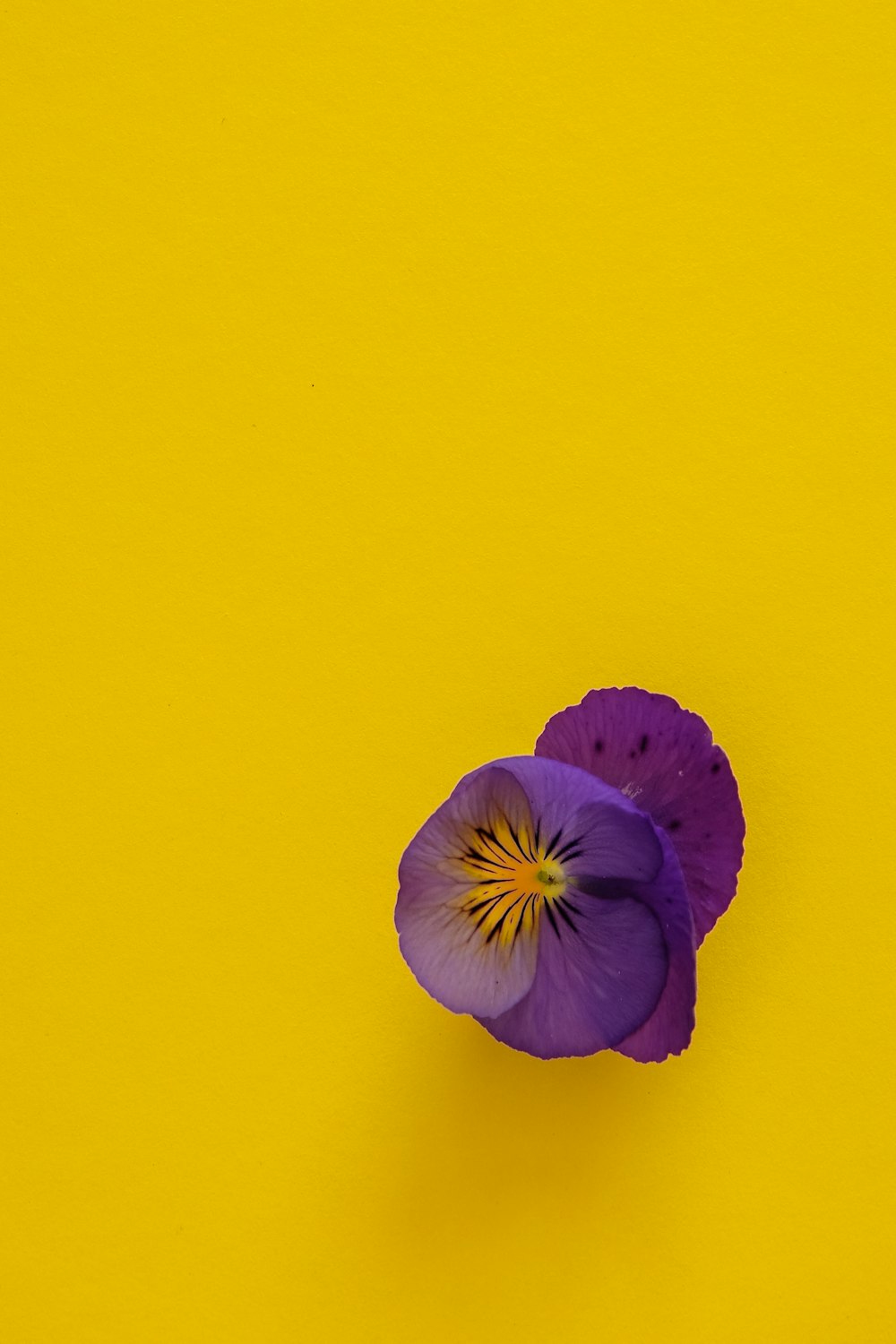 fleur violette sur fond jaune
