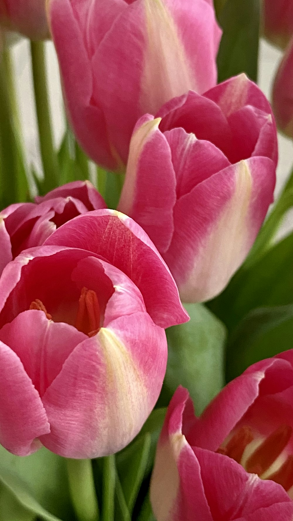 pink flower in macro shot