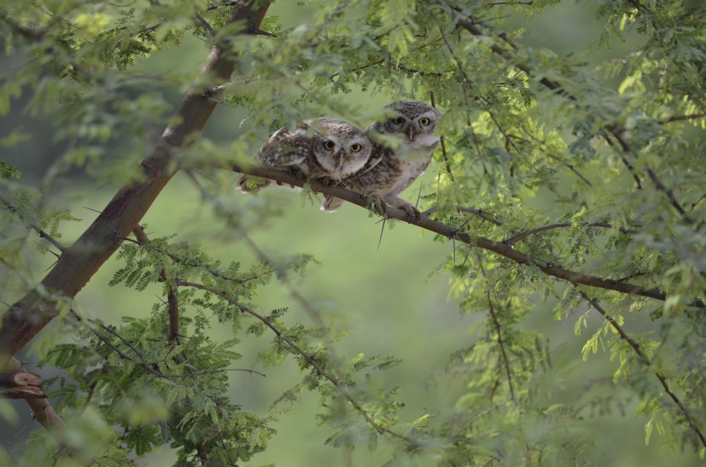 white and black owl on brown tree branch during daytime