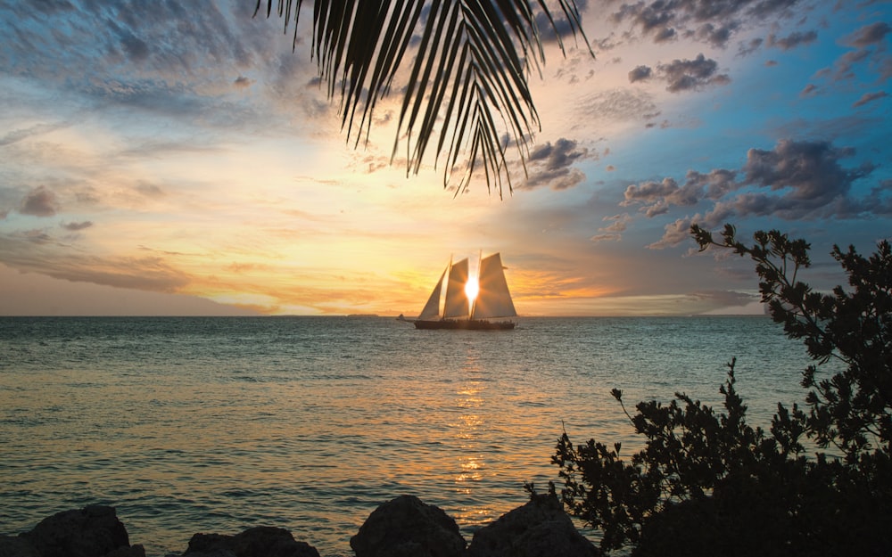 silhouette of palm tree near body of water during sunset