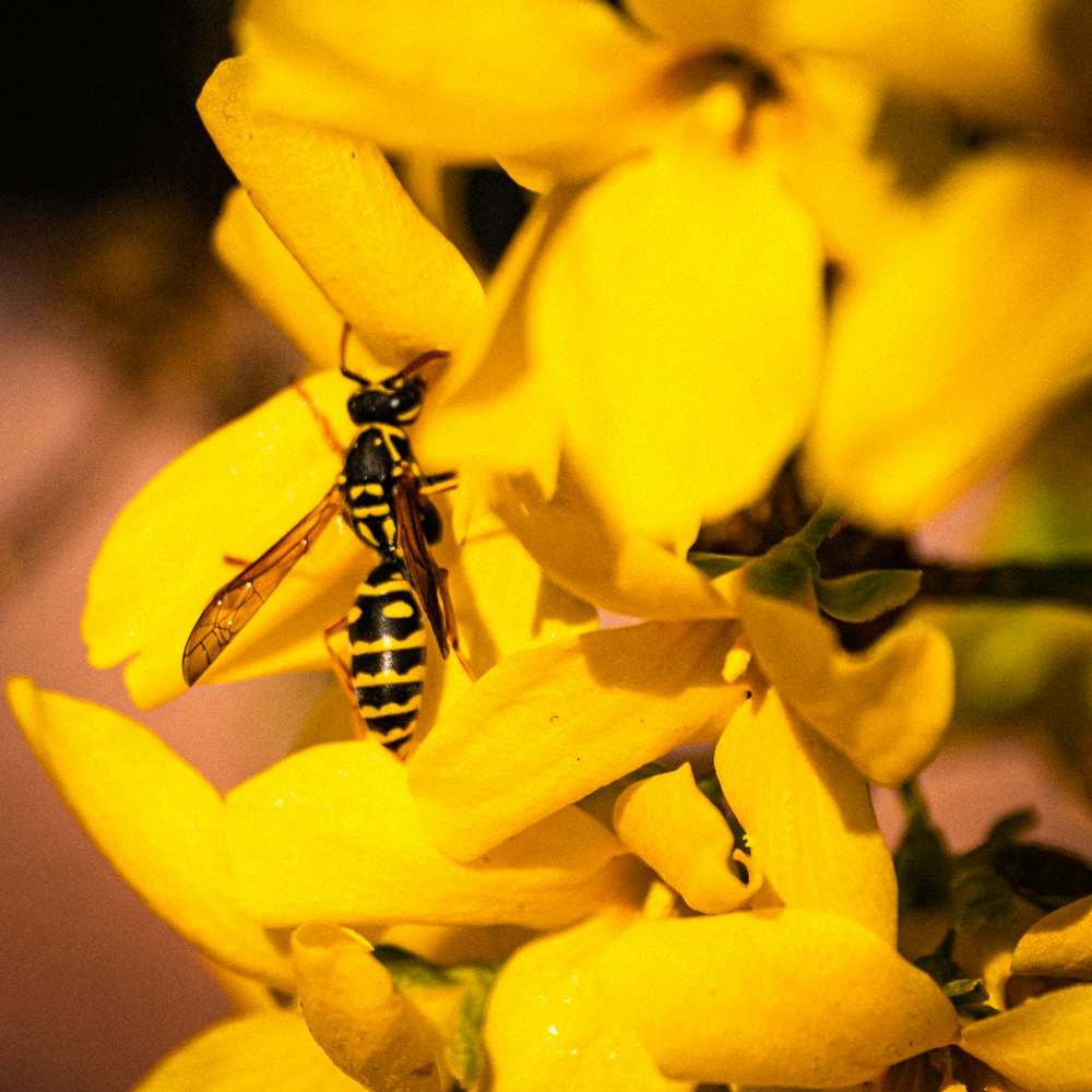 Avispa negra y amarilla en flor amarilla