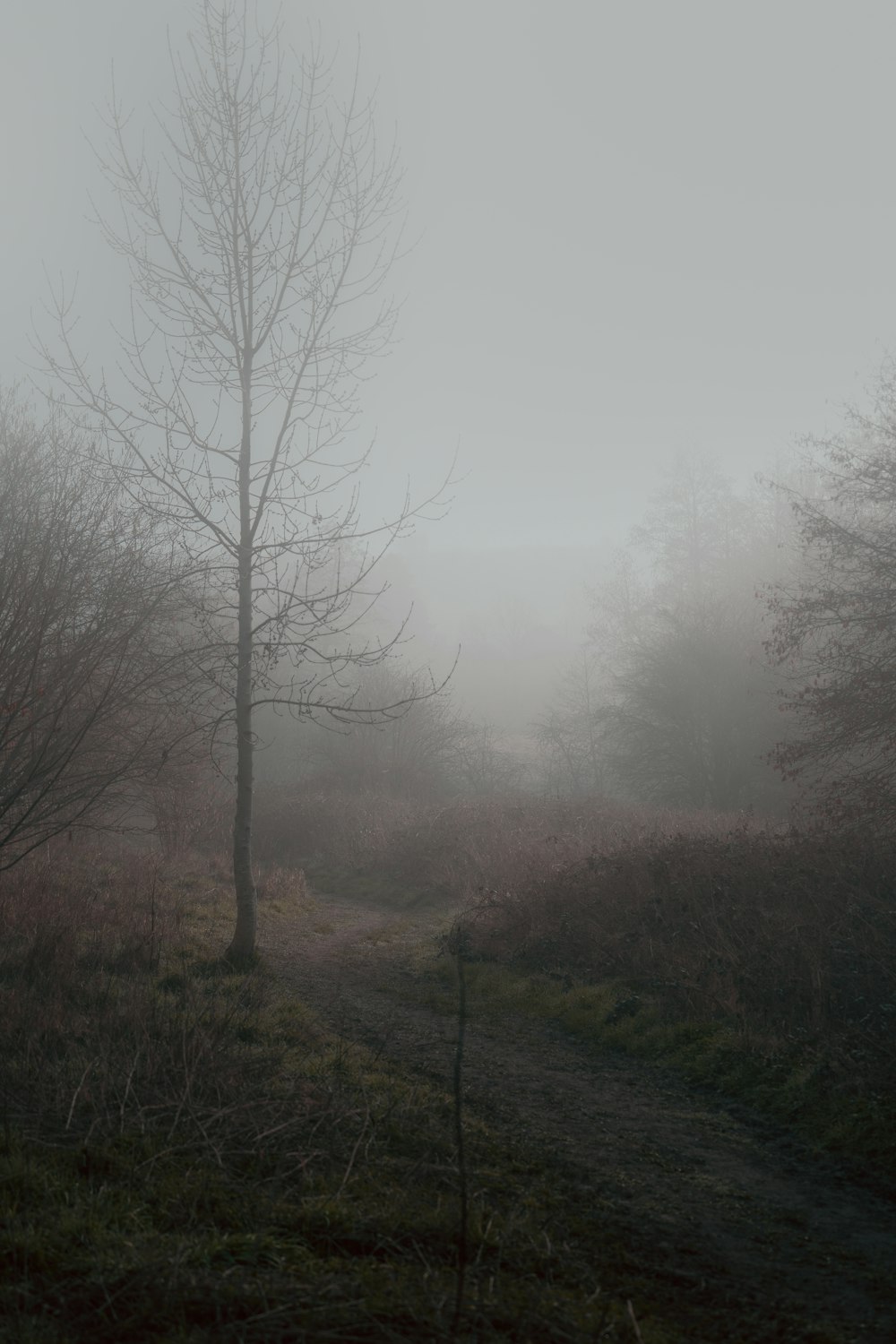 bare trees on green grass field during foggy day