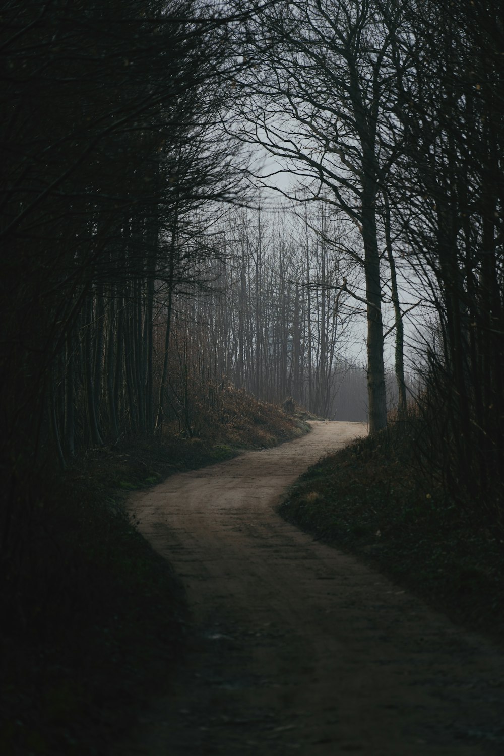 alberi senza foglie in una giornata nebbiosa