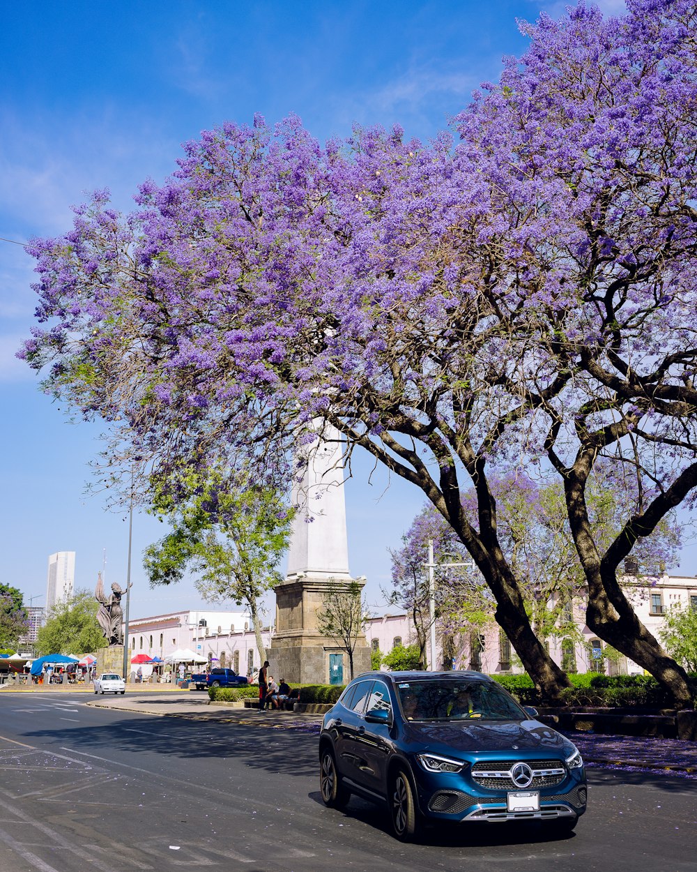 purple leaf tree on the street