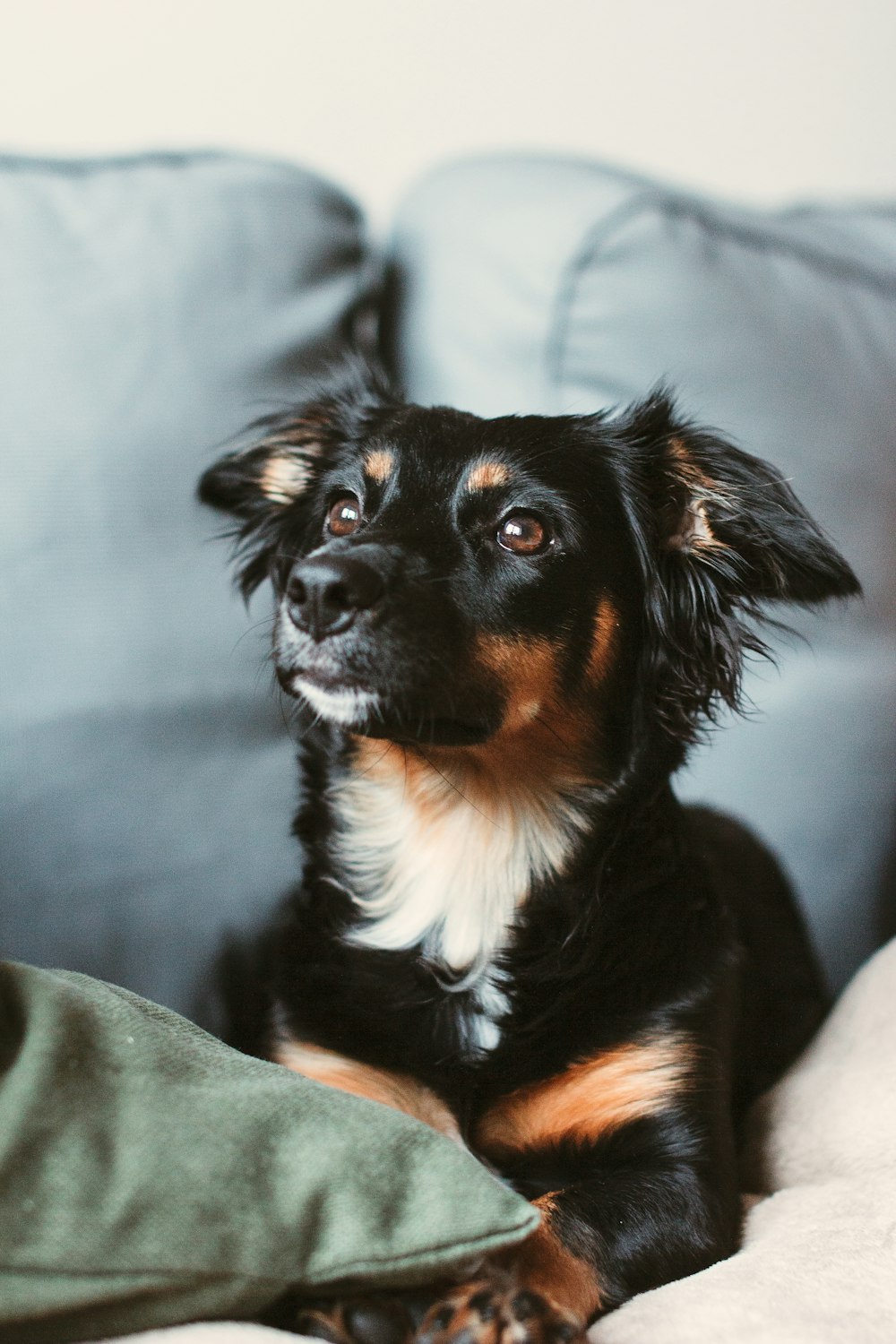 black and brown short coated dog lying on gray textile