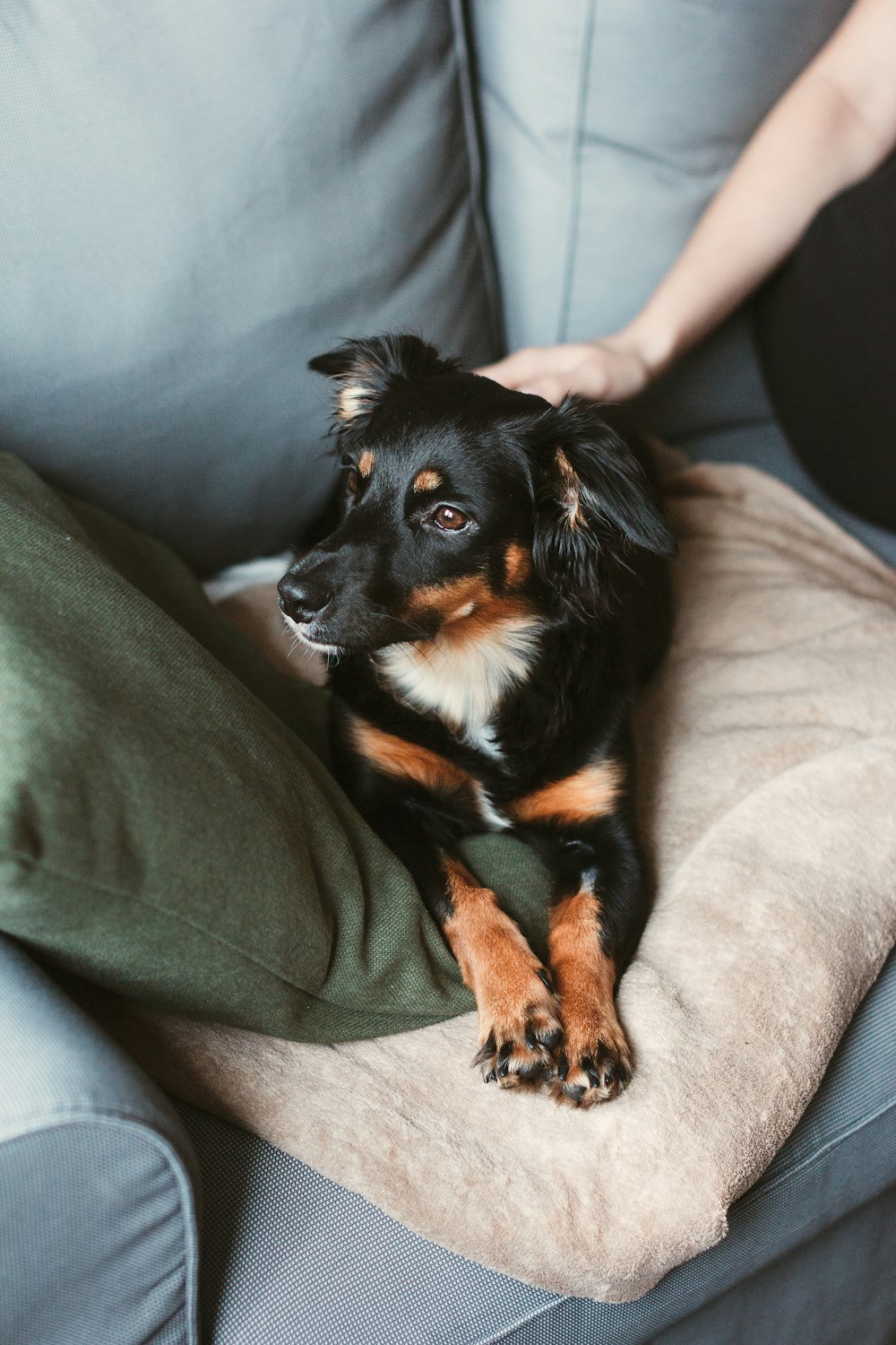 black and brown short coated dog on gray couch