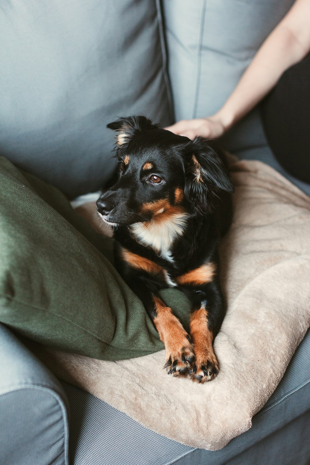 schwarz-brauner Hund mit kurzem Mantel auf grauer Couch