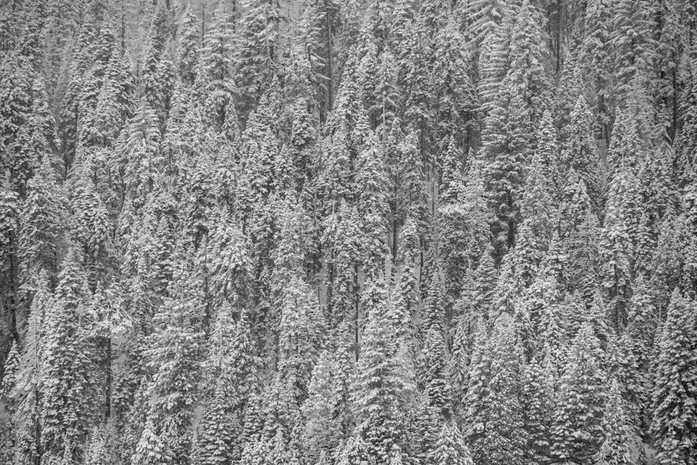 grayscale photo of trees during daytime