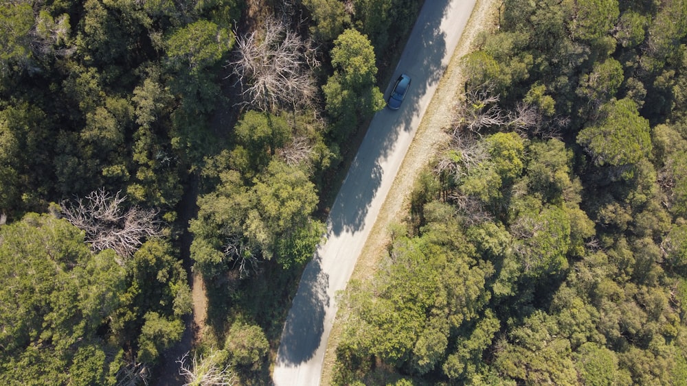 aerial view of green trees and road