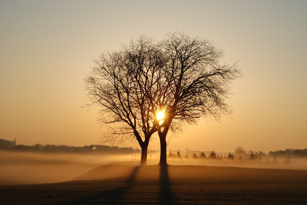 leafless tree on the beach during sunset