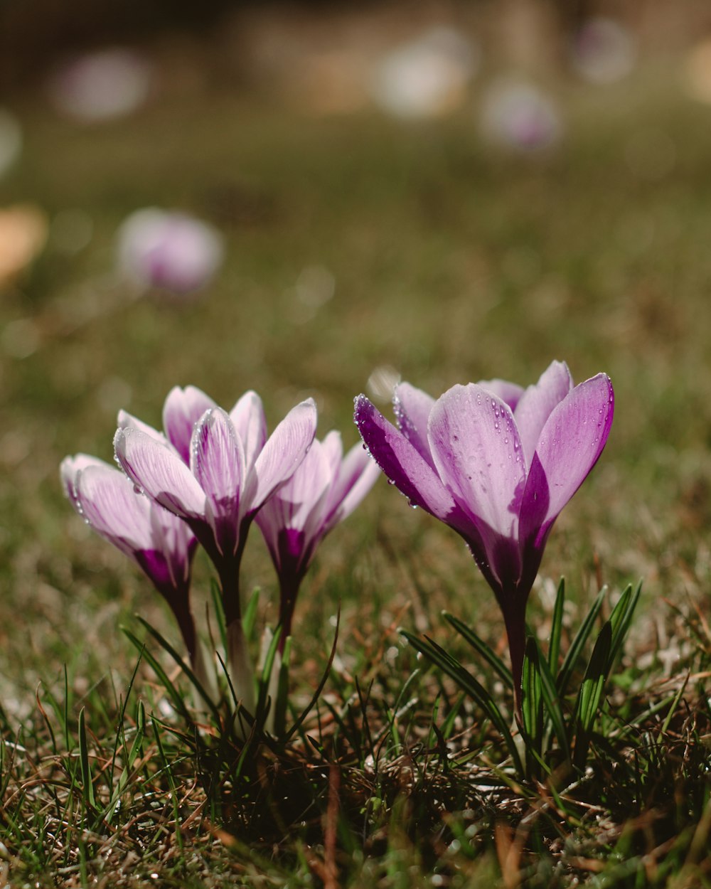 purple crocus flowers in bloom during daytime