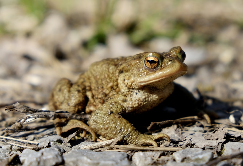 brown frog on gray rock