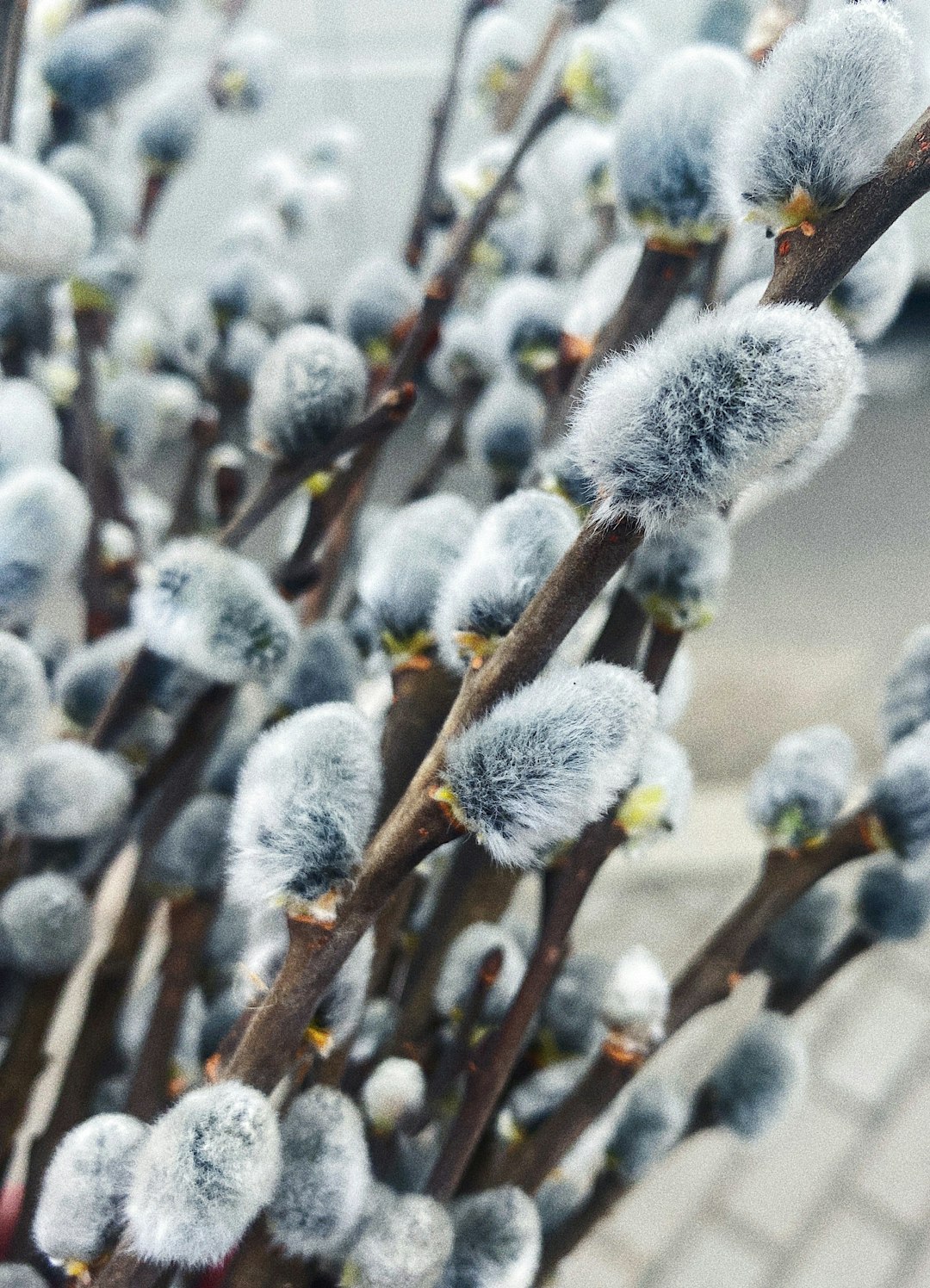 white and gray flower buds