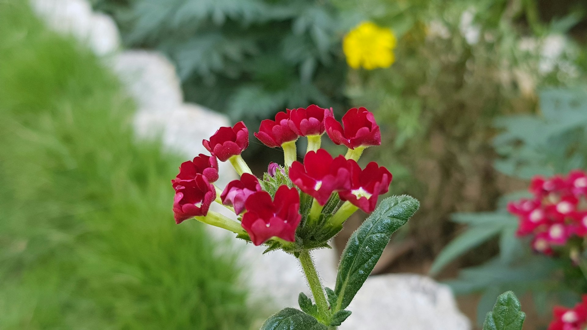 woman wearing yellow long-sleeved dress under white clouds and blue sky during daytime