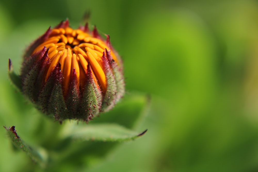 yellow and green flower bud in tilt shift lens