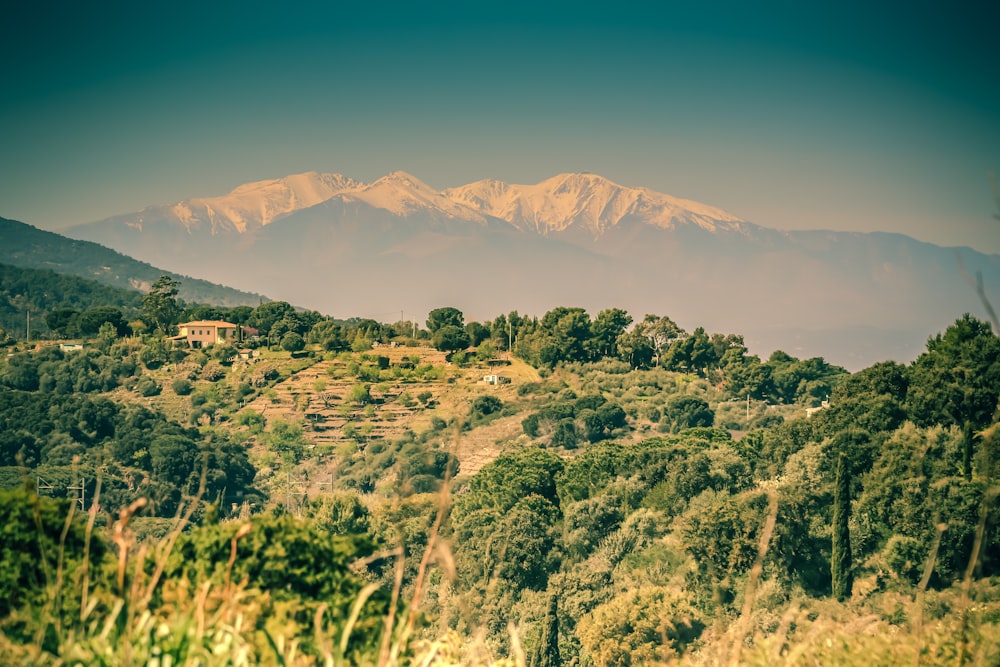 árvores verdes na montanha durante o dia