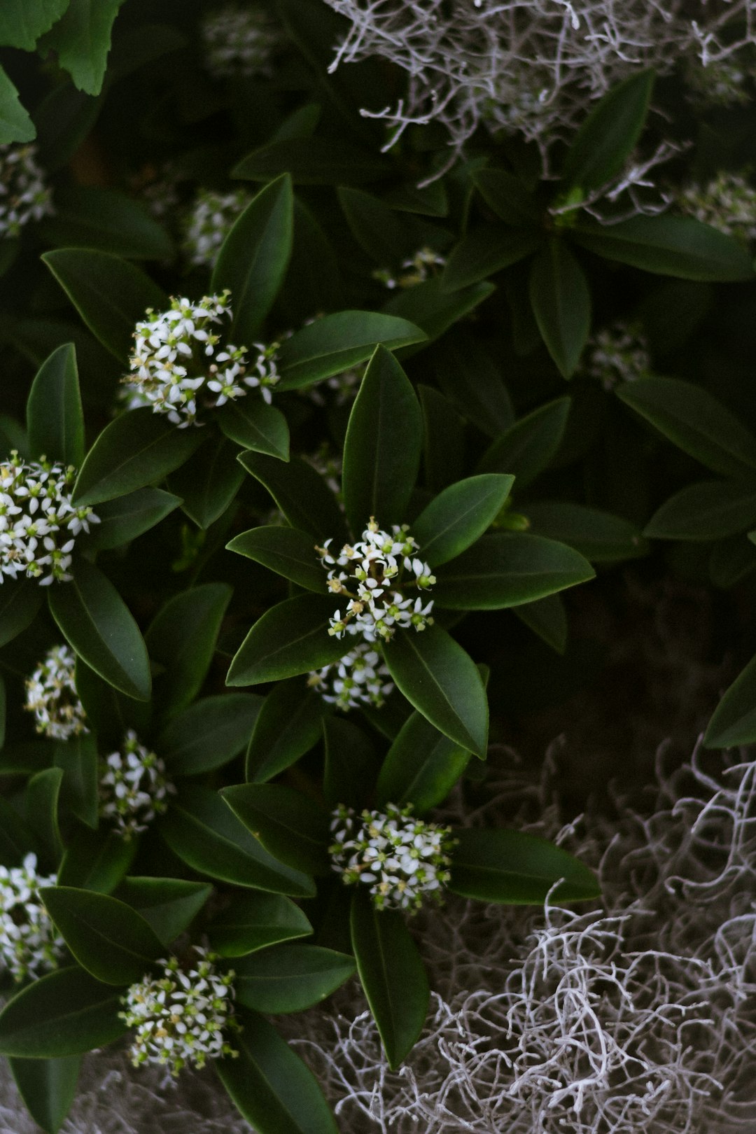 white flowers with green leaves