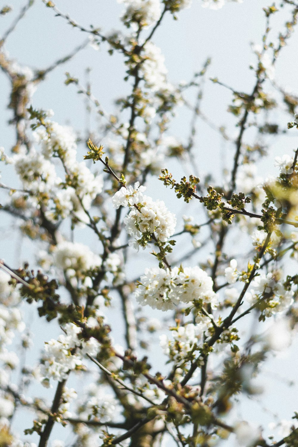 クローズアップ写真の白い桜