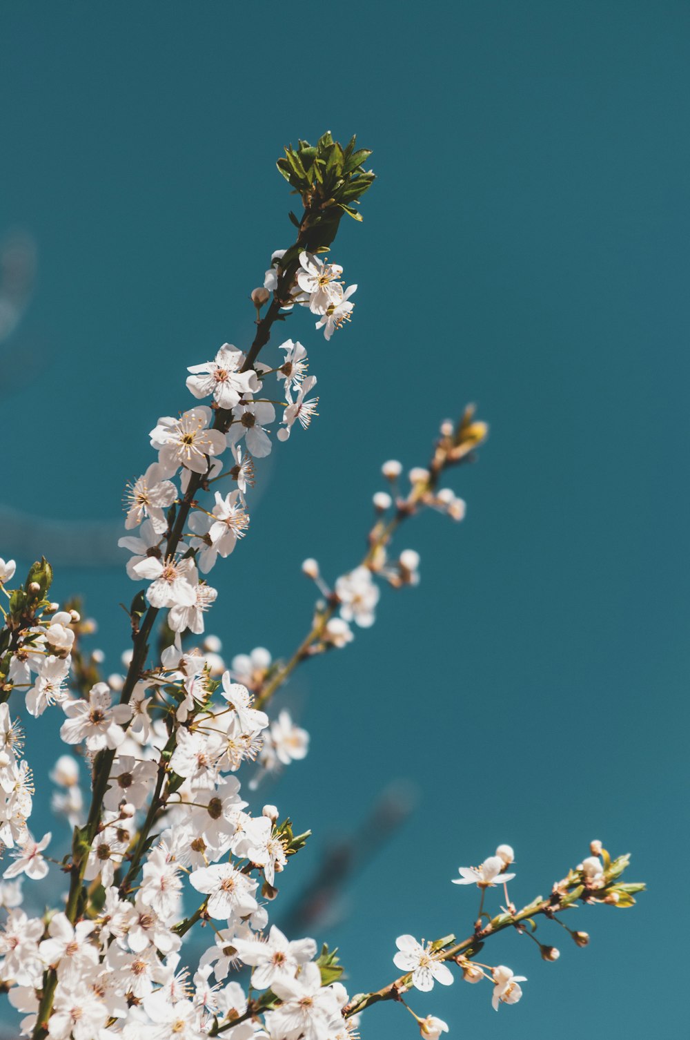 white cherry blossom in bloom during daytime