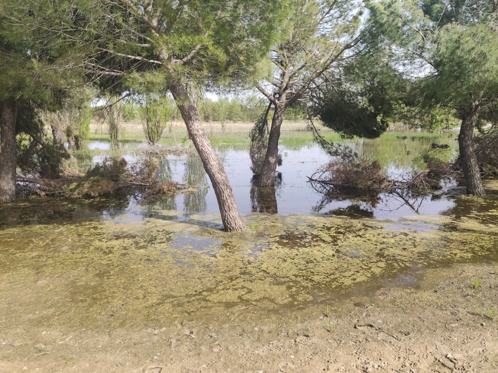 green trees beside river during daytime