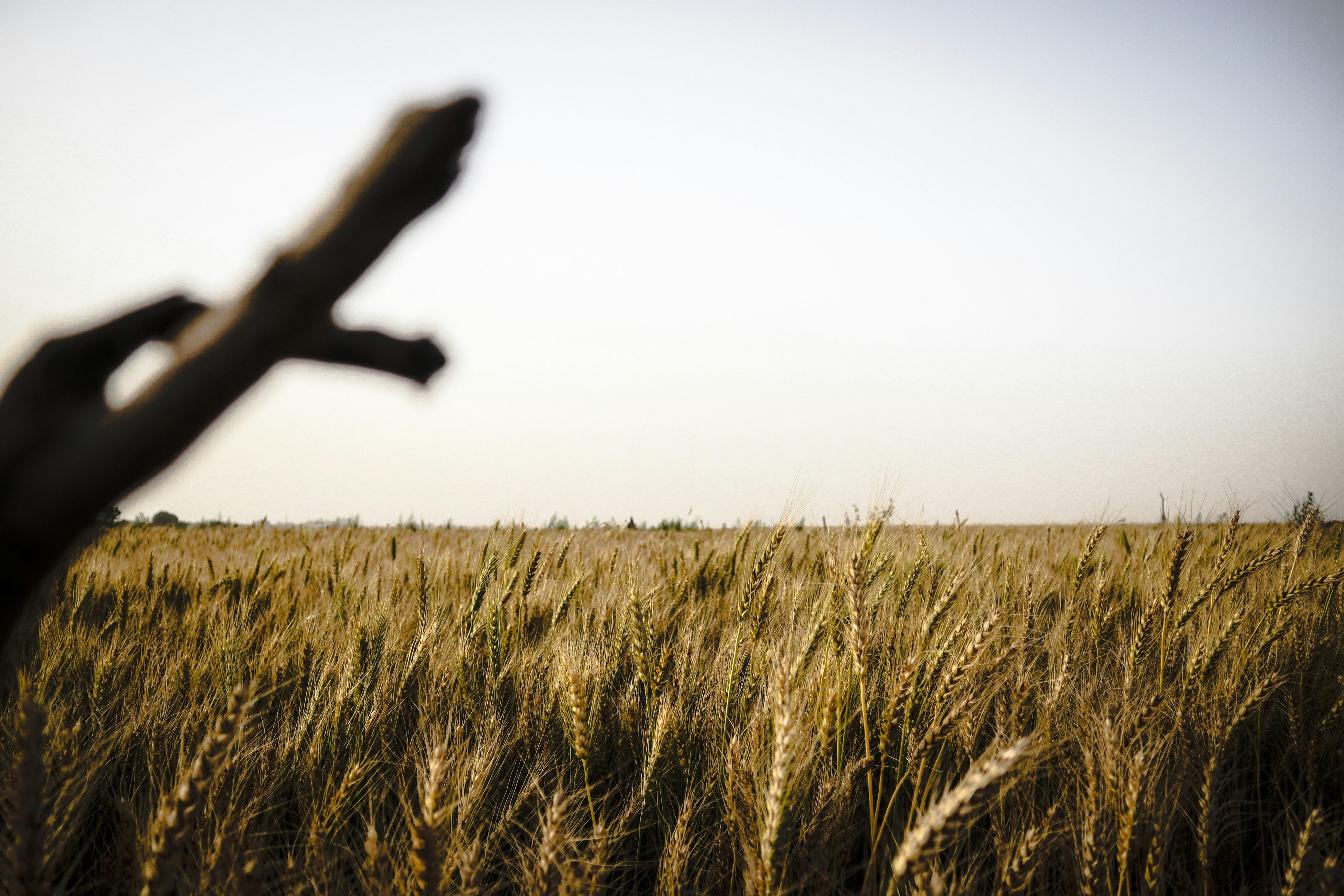 Crop field using our fertilizers