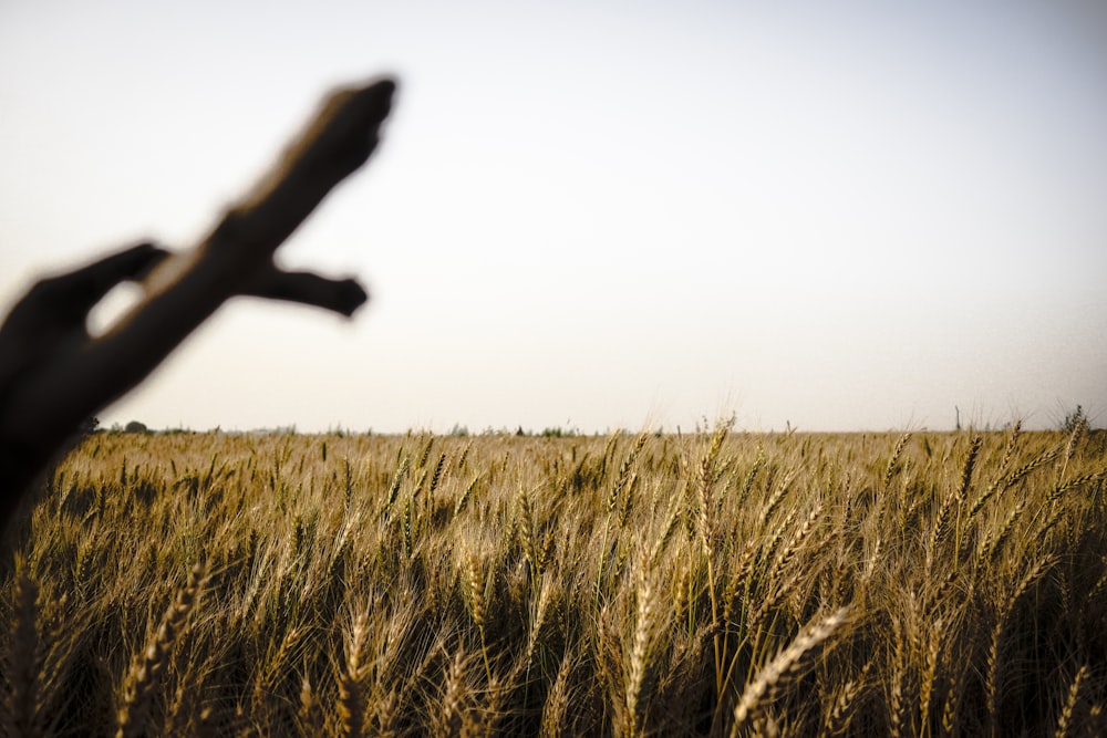 brown grass field during daytime